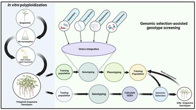 Polyploidization and genomic selection integration for grapevine breeding: a perspective